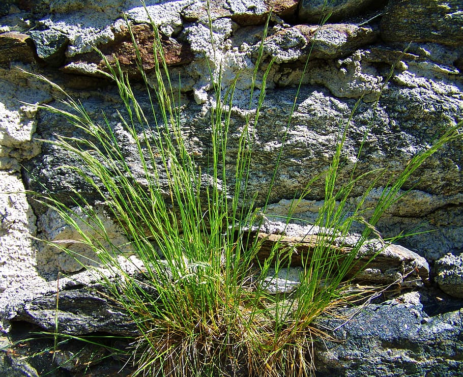 tussock, rocks, nature, water, beauty in nature, rock - object HD wallpaper