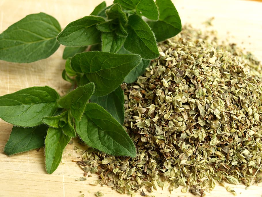 green leaf plant, oregano, herbs, kitchen, cook, aromatic herbs, HD wallpaper