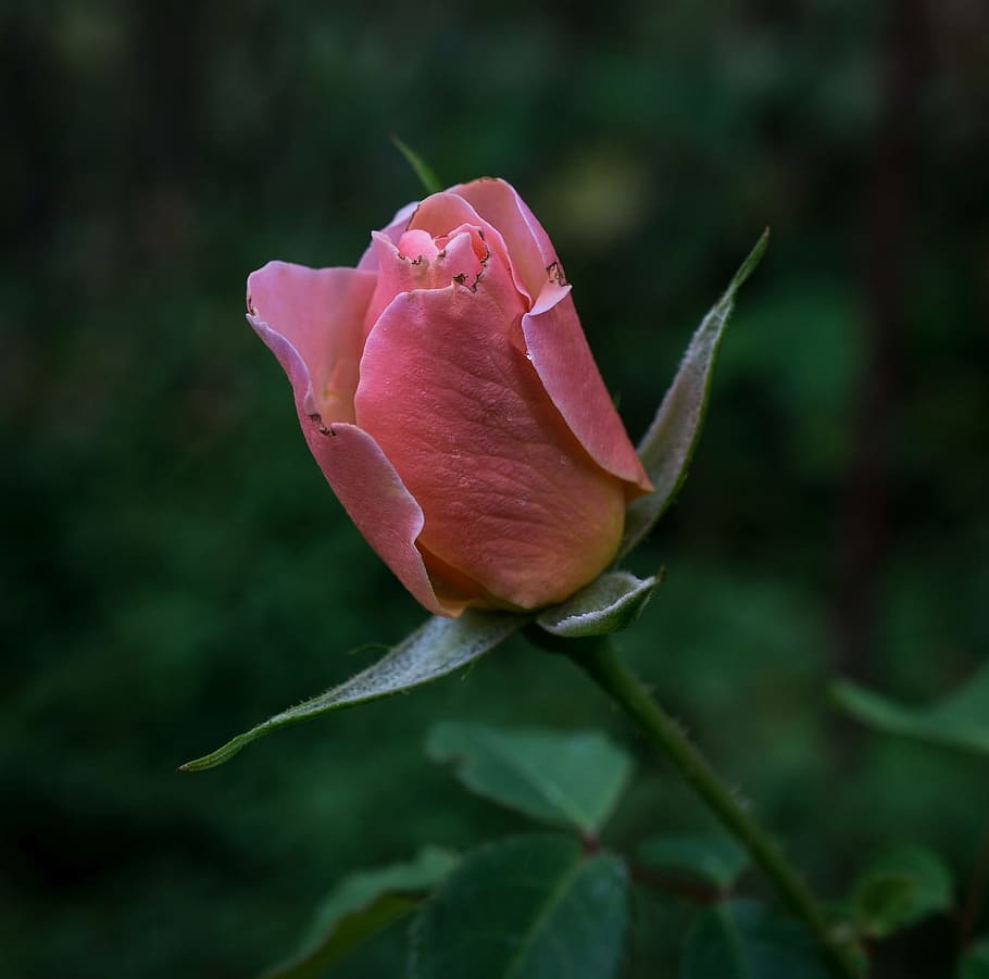 Rosebud, Flower, Bud, Pink, petal, fragility, rose - flower, HD wallpaper
