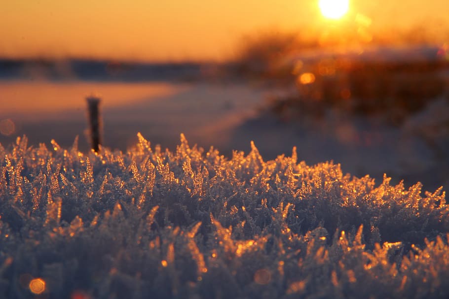 selective focus photo of white flowers, untitled, ice, frozen HD wallpaper