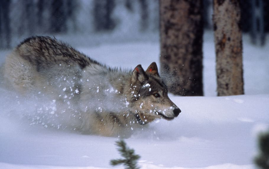 gray wolf on snow covered field near trees, running, mammal, canis lupus