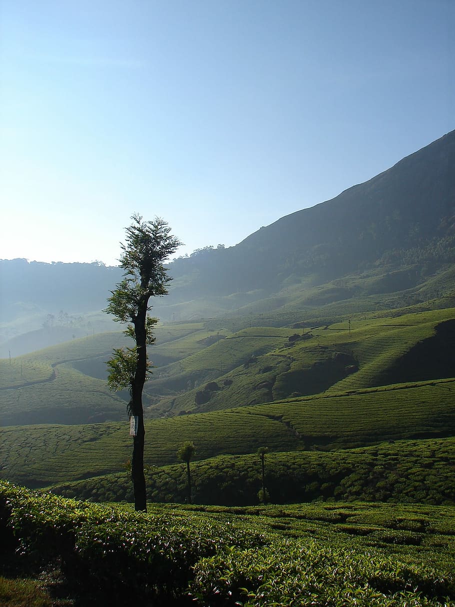 Munnar, India, Tea, Asia, Landscape, kerala, hill, lush, plantation, HD wallpaper
