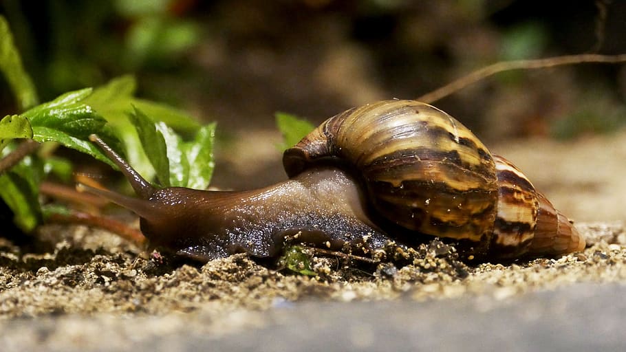 HD wallpaper: snail, house, animal, nature, shell, crawl, slowly, mollusk |  Wallpaper Flare