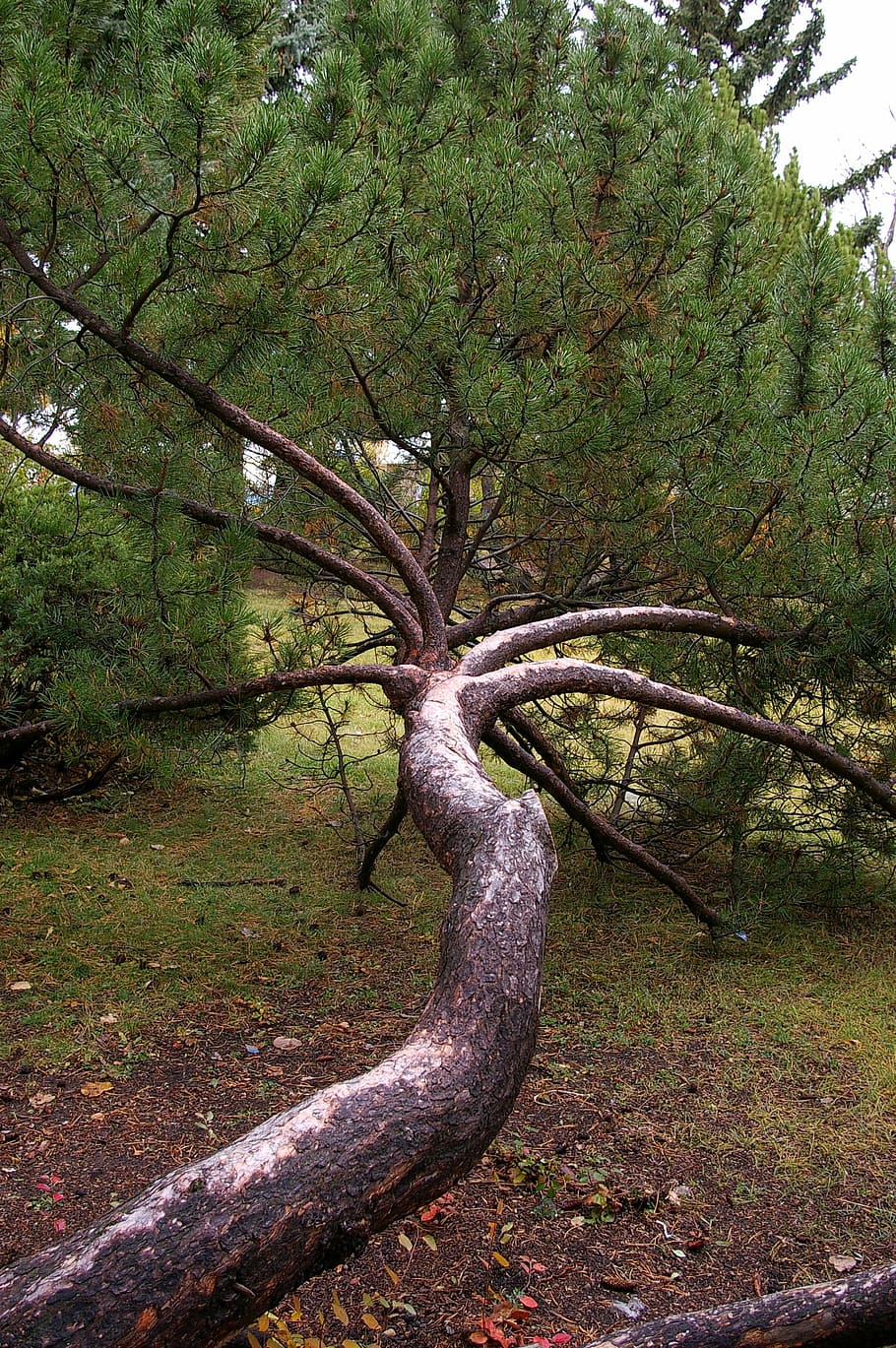 Unique, Tree, Brand, Nature, Green, trunk, forest, landscape HD wallpaper