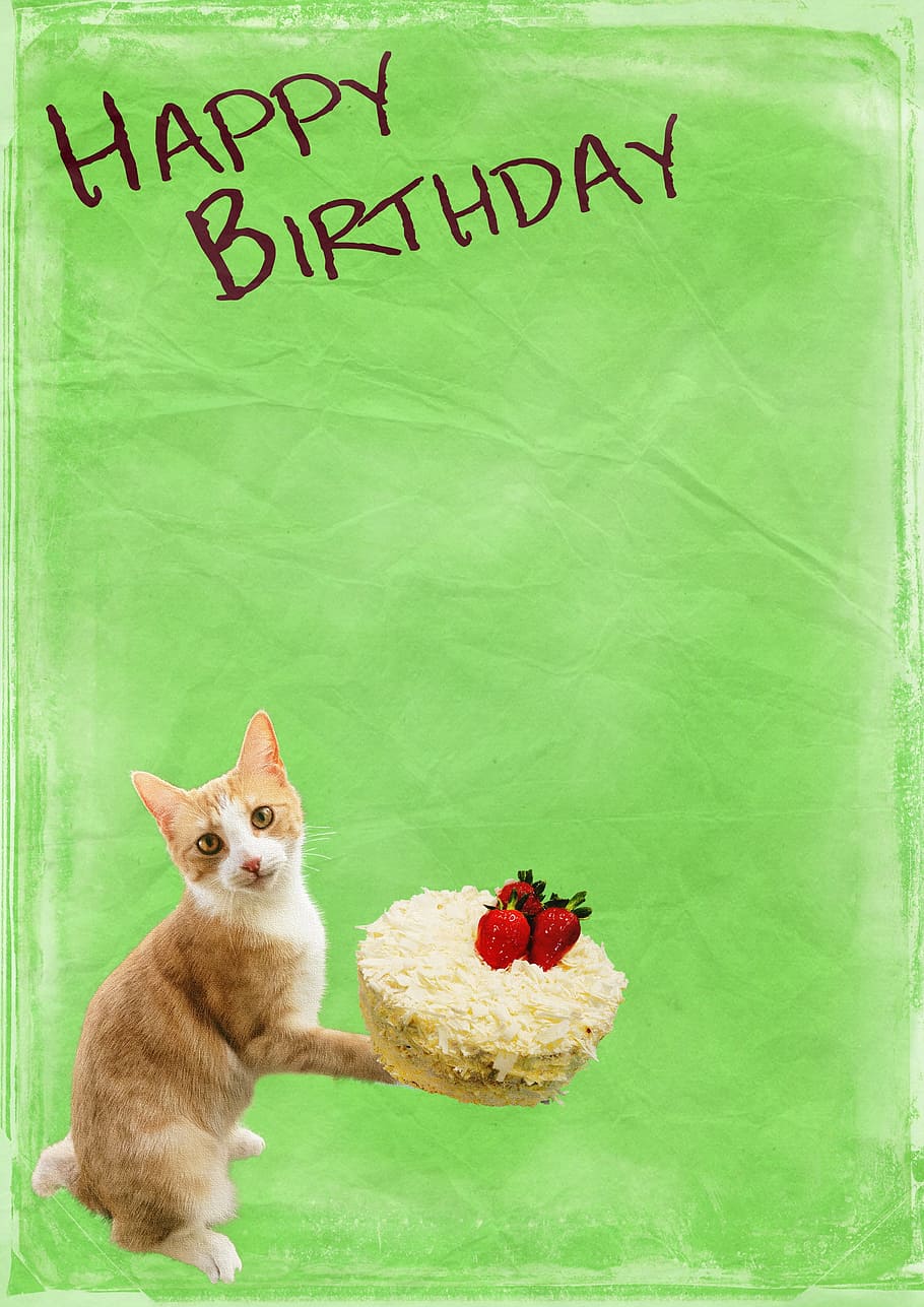 HD wallpaper: cat holding cake graphic with happy birthday text