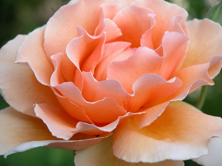 Flowers, Orange, rose, nature, petal, no people, freshness HD wallpaper