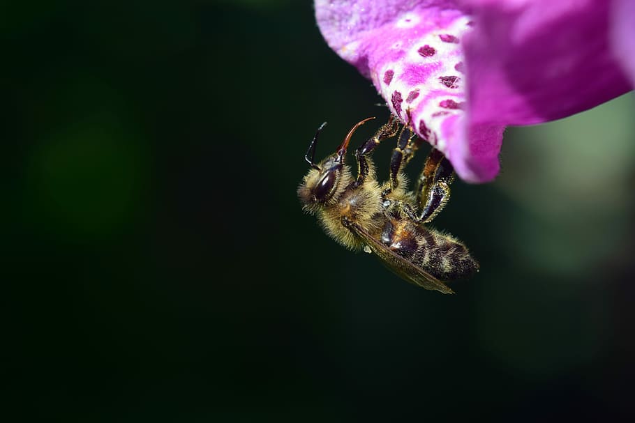 honey bee perched under purple petaled flower, digitalis, thimble HD wallpaper