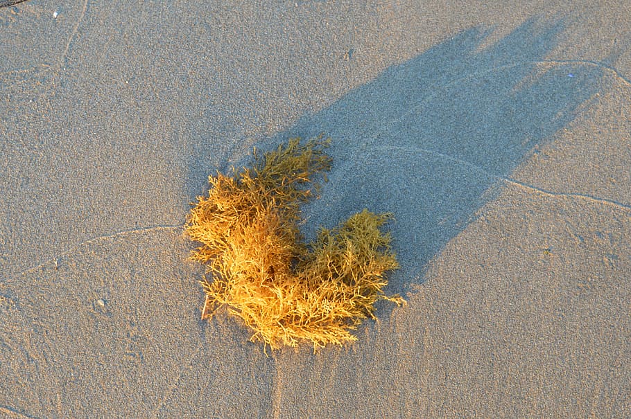 Beach, Sand, Spain, Algae, Sea, landscape, close-up, textured HD wallpaper