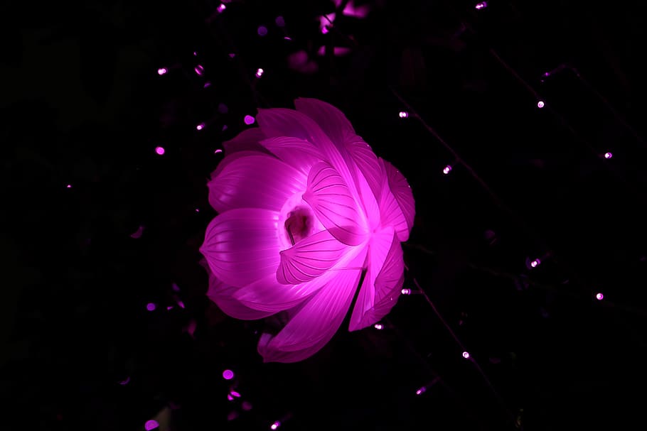 pink lotus flower in bloom close up photo, night, light, dream HD wallpaper