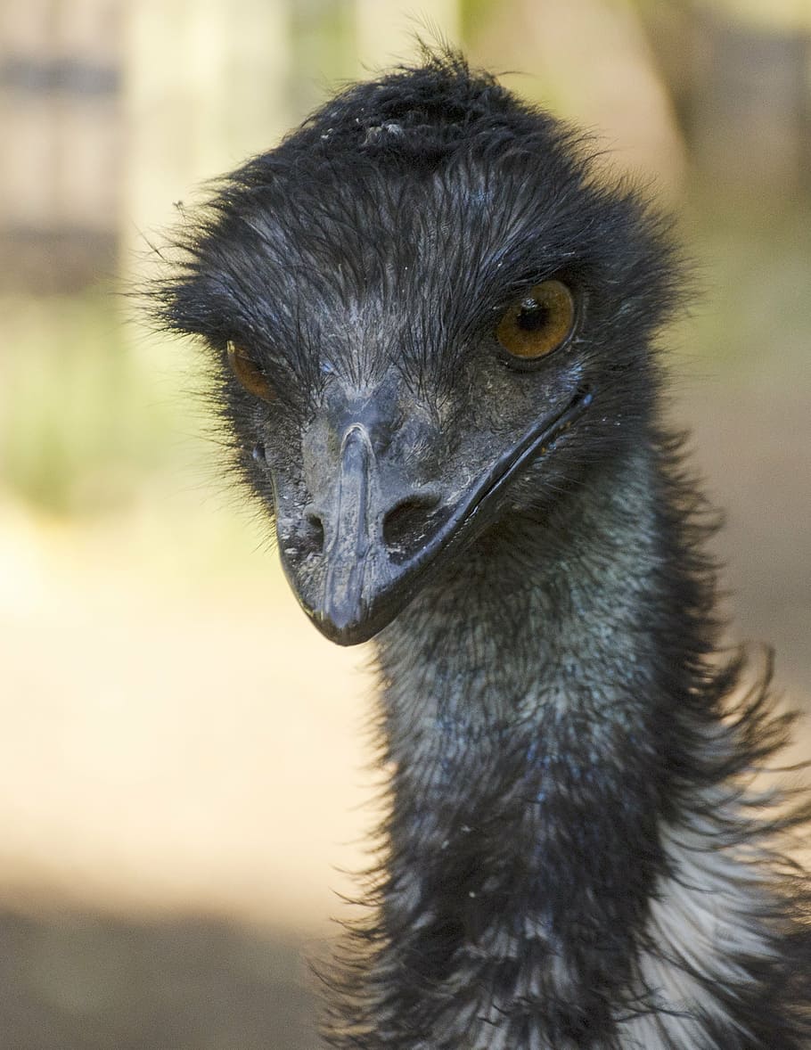 emu, bird, wildlife, nature, animal, flightless, head, neck HD wallpaper