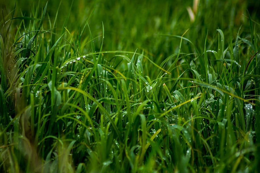 green, grass, dew, wet, raining, rain drops, moisture, green color HD wallpaper
