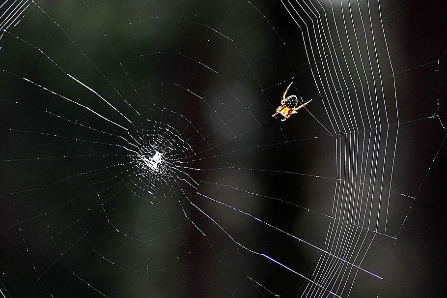 cobweb, spider, araneus, forest, hotel, spider's web, nature, HD wallpaper
