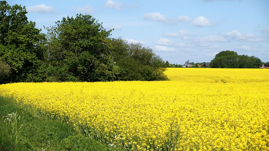 oilseed rape, schleswig holstein, spring, plant, yellow, growth HD wallpaper
