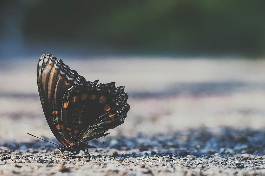 brown moth on gray soil, macro shot of black and orange butterfly on ground HD wallpaper