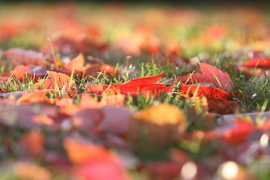 fall, autumn, leaves, leaf, yellow, orange, green, nature, macro HD wallpaper