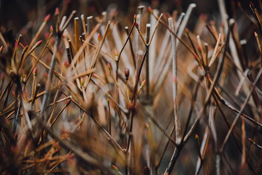 brown stems on macro shot, selective focus photo of tree branch HD wallpaper