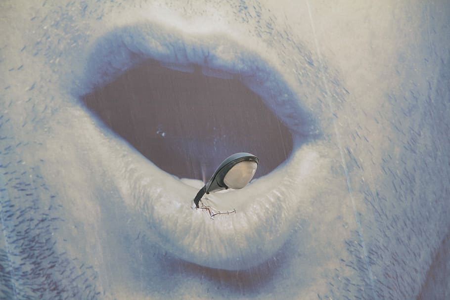 Creasy, Lip, Risk, lips, thick lip risk, animal themes, one animal HD wallpaper