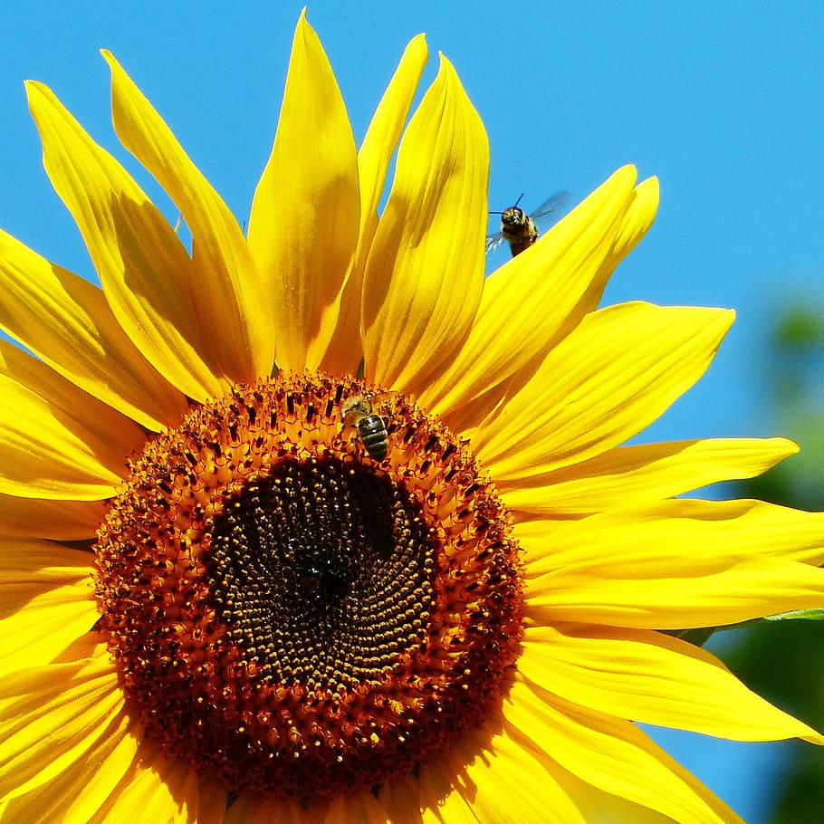 HD wallpaper: sun flower, bee, in flight, bees, flower meadow, flowers ...