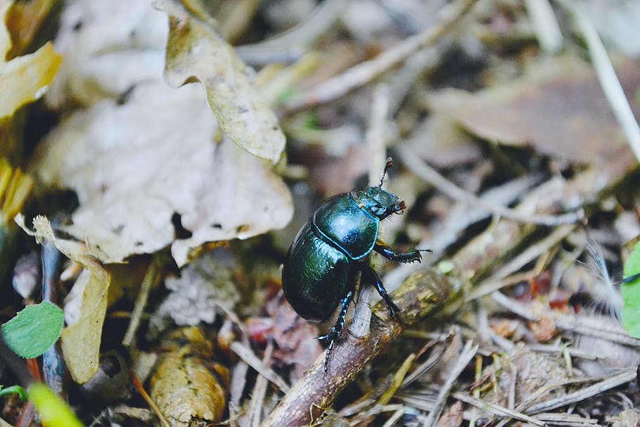 nature, beetle, bug, forest, olsztyn, summer, warmia, animal wildlife HD wallpaper