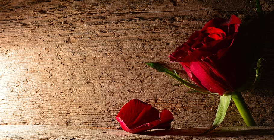 rose, red, flower, blossom, bloom, background, red rose, close HD wallpaper