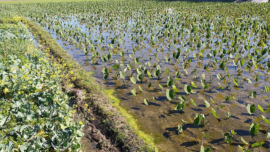 Farming food. Pixabay сельское хозяйство в Мамадыше. Ферма пищевое дерево. MSM Flora fields.