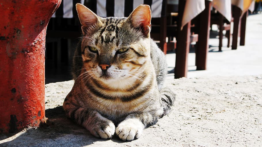 Wait, Relax, Tiger Cat, wildlife photography, animal world HD wallpaper