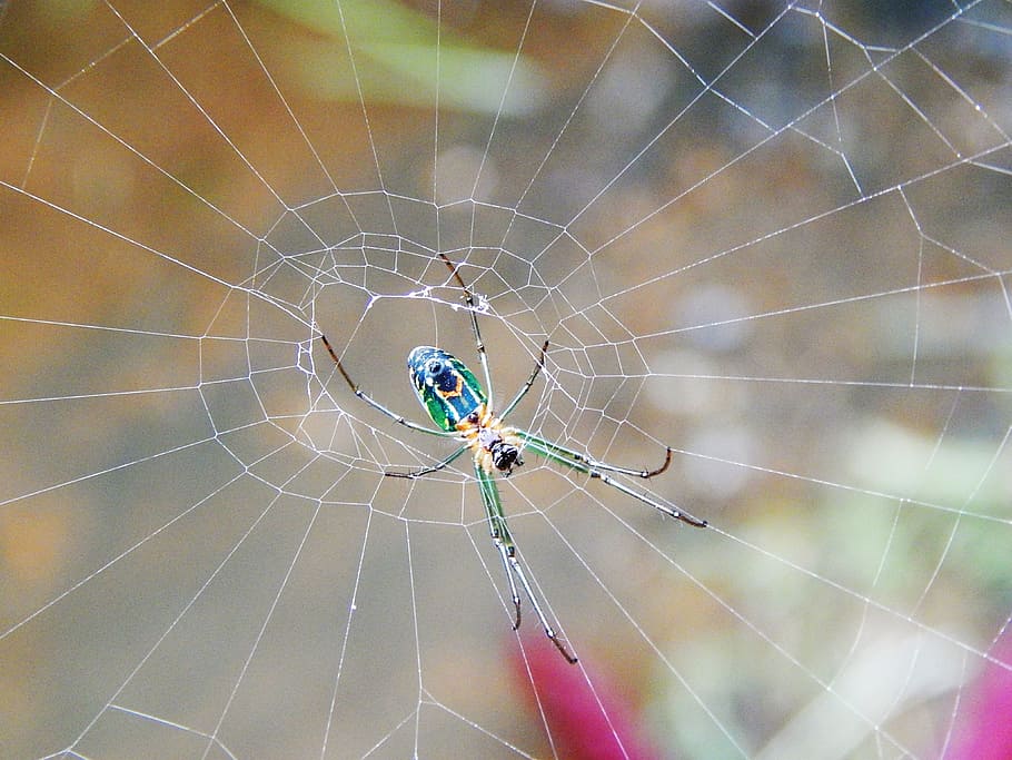 Spider, Fabric, Chandelier, Insects, Bugs, fabric chandelier HD wallpaper