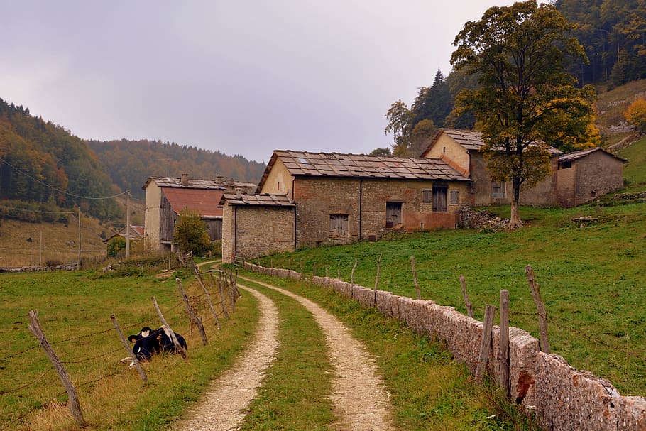 trail, stone, fence, borgo, houses, cow, bovino, mountain, nature, HD wallpaper