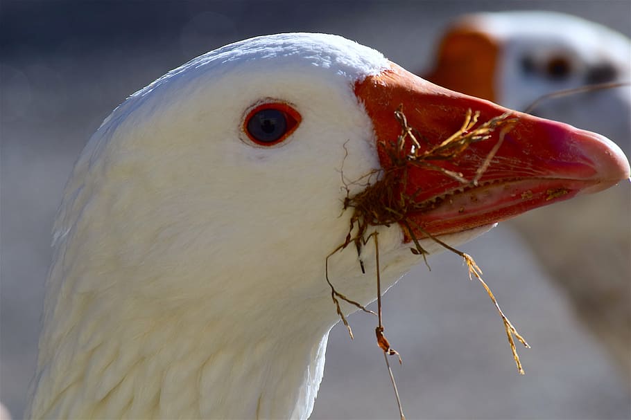 goose, white, feather, sunlight, beak, face, profile, portrait HD wallpaper