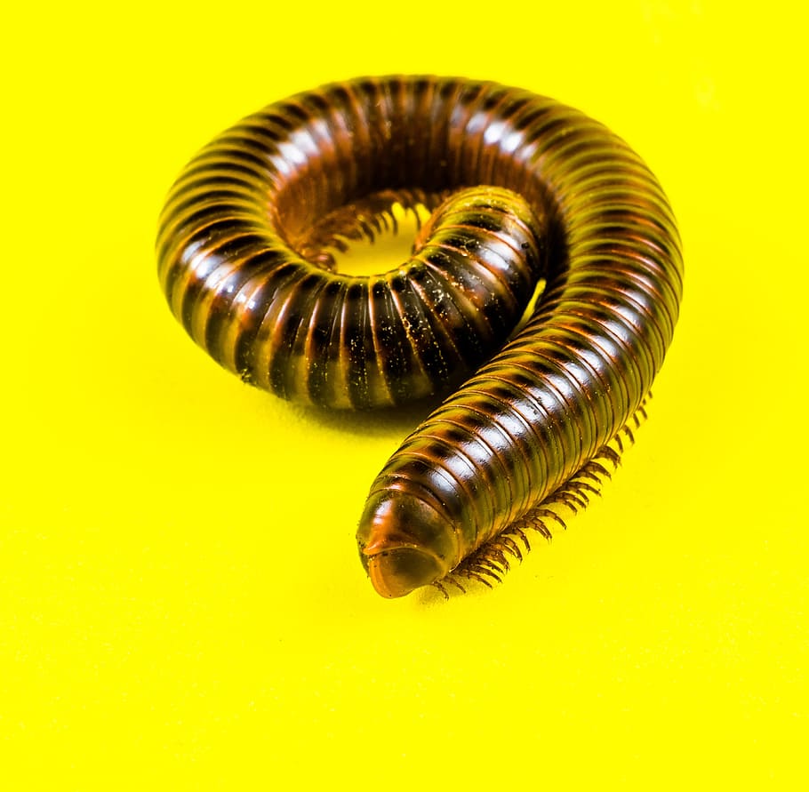 giant tausendfüßer, millipedes, arthropod, giant centipedes, HD wallpaper