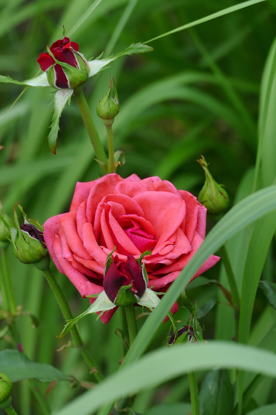 rose, rose bloom, bud, red, garden, summer, nature, flower HD wallpaper