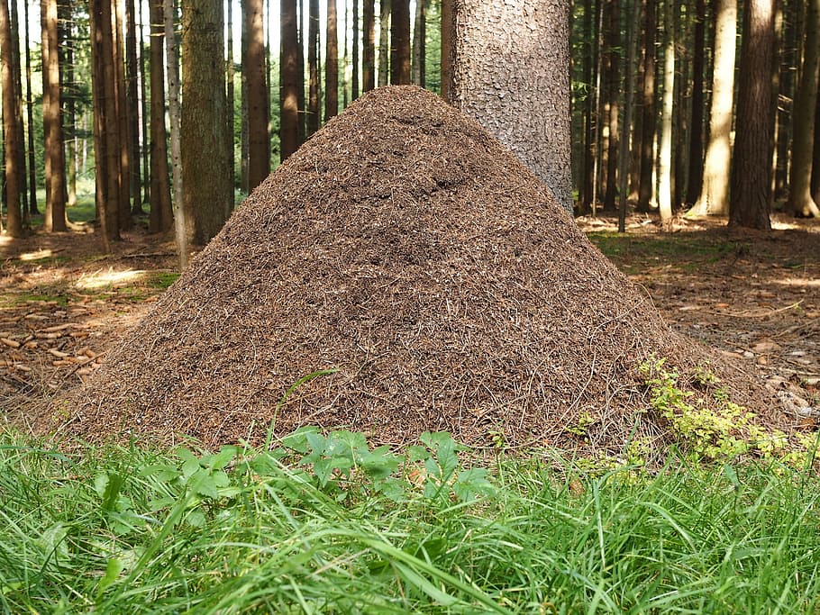 ant hill, ants, forest, trees, nature, leaves, anthill, close, HD wallpaper