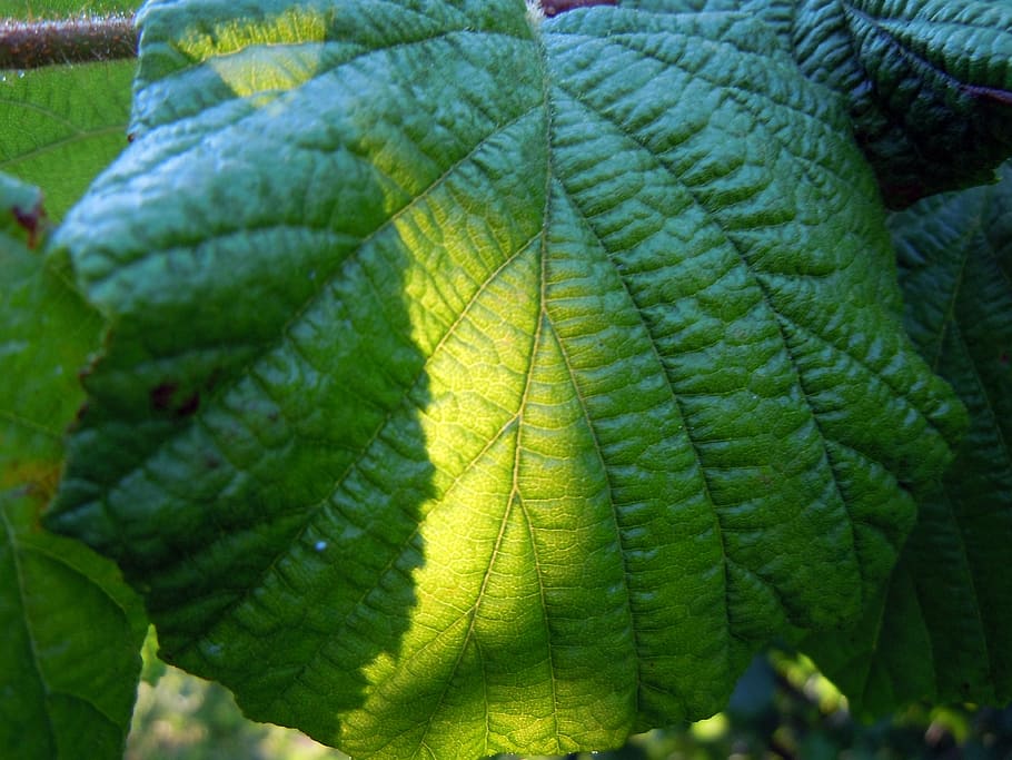 walnut, leaf, sunny, plant part, green color, close-up, growth HD wallpaper