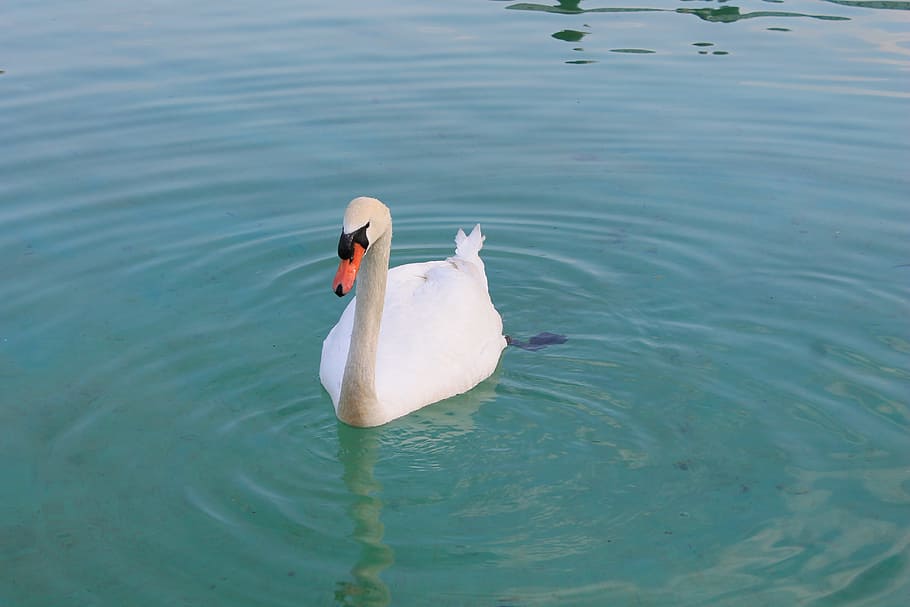 close-up photo of white swan on water, Beautiful, Bird, Graceful, HD wallpaper
