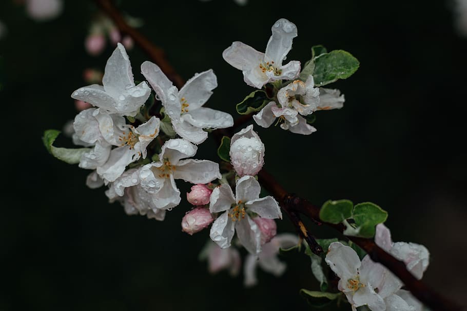 white flowers, Stepanotis flower, blossom, dew, raindrop, branch HD wallpaper