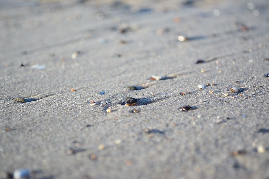shell, beach, sea, summer vacation, sand, land, selective focus HD wallpaper