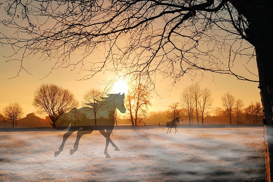 two horse galloping beside bare tree, Sunset, Horses, Fog, Mood HD wallpaper