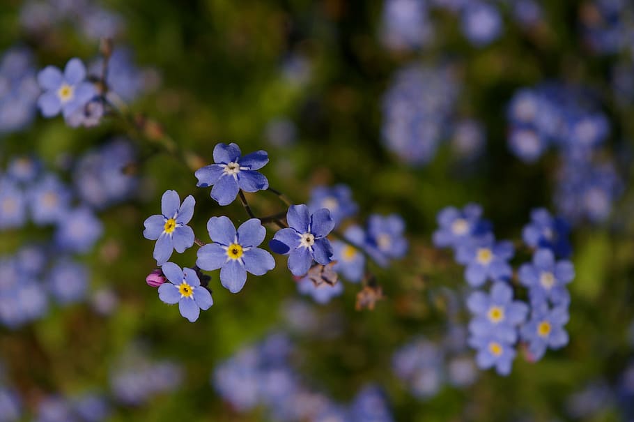 violet, spring, blossom, bloom, plant, blue, purple, color HD wallpaper
