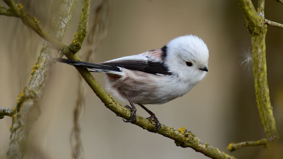 beautiful, presented, raniuszek, one animal, bird, animal themes HD wallpaper