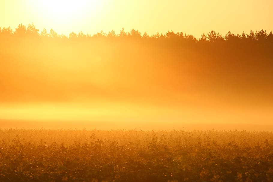 silhouette of trees covered with fog, Sunrise, Morning Sun, Sun, Light