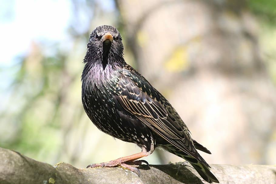 starling, spring, portrait, beak, plumage, ptica, black, full face HD wallpaper