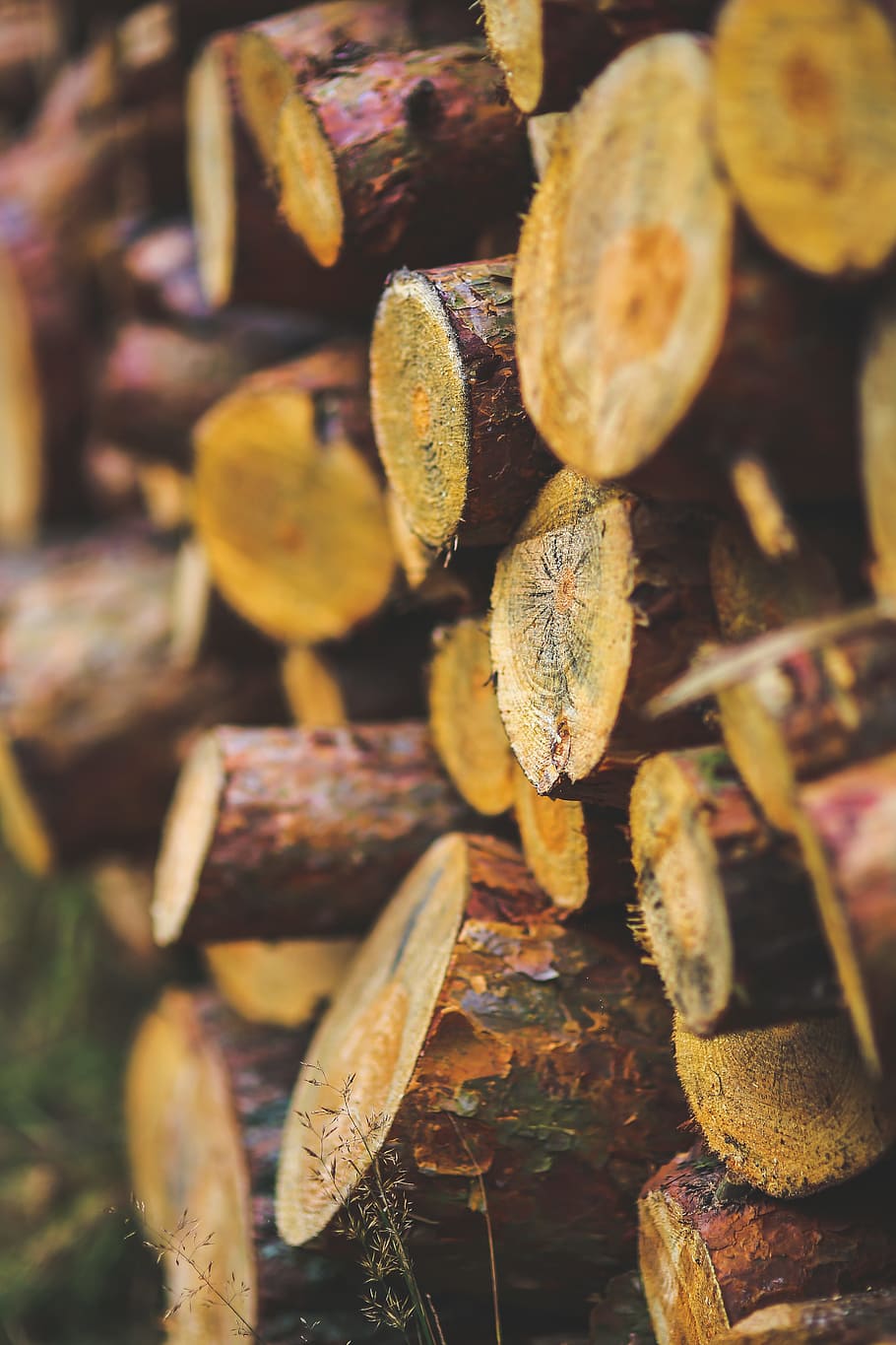 Wood for the winter, cooking, fall, firewood, flora, food, fruit HD wallpaper
