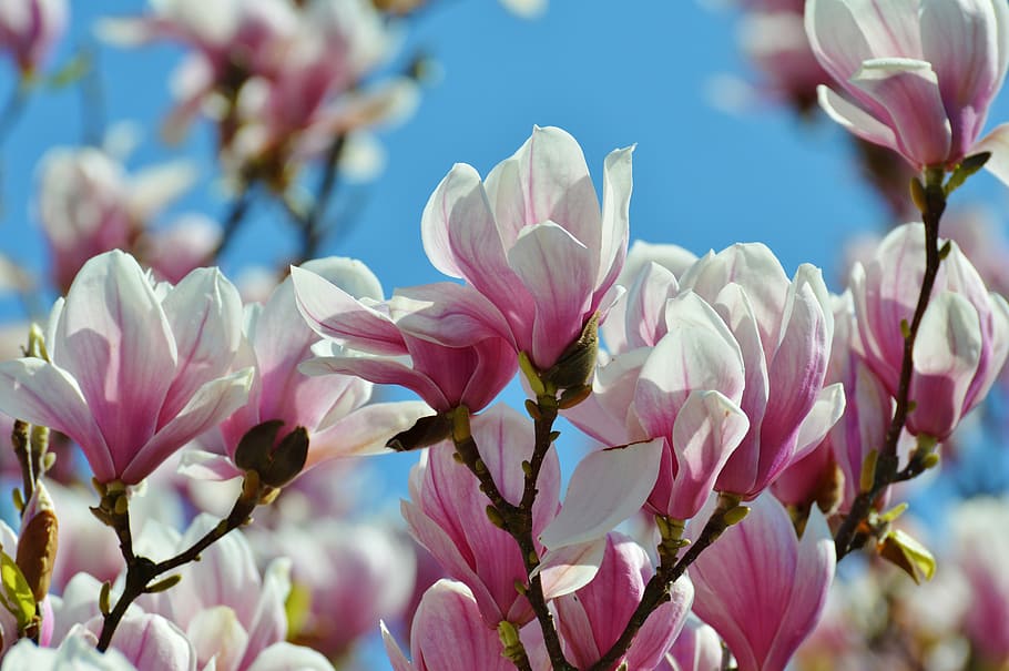 pink and white petaled flowers macro photography, magnolia HD wallpaper