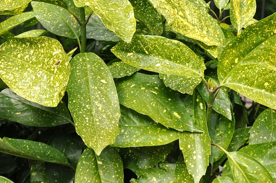 leaves, botanical, sheet, exotic, plant, spotted leaf, green leaves HD wallpaper