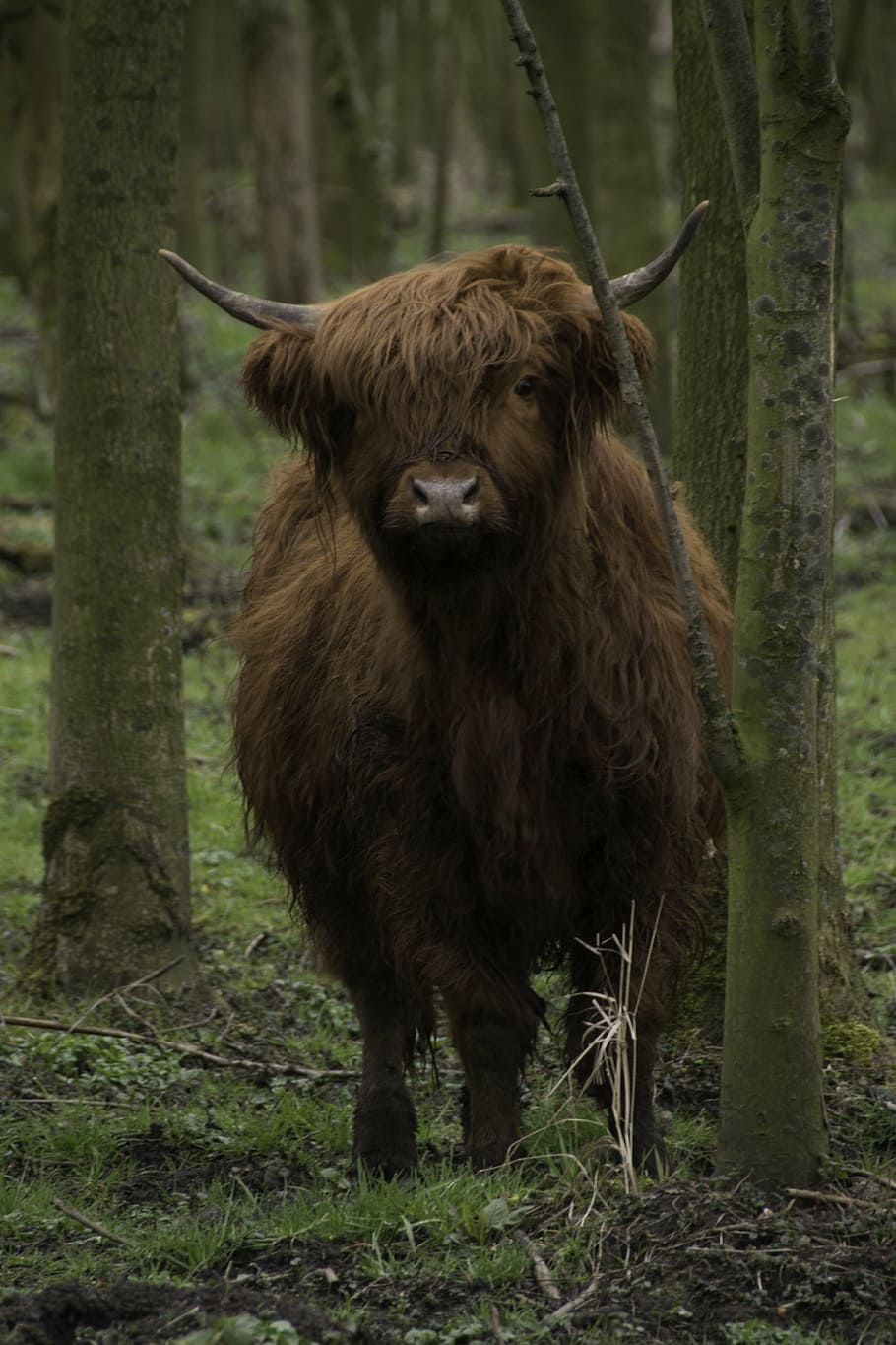 brown, scottish, highlander, cow, cattle, forest, scottish highlanders, HD wallpaper