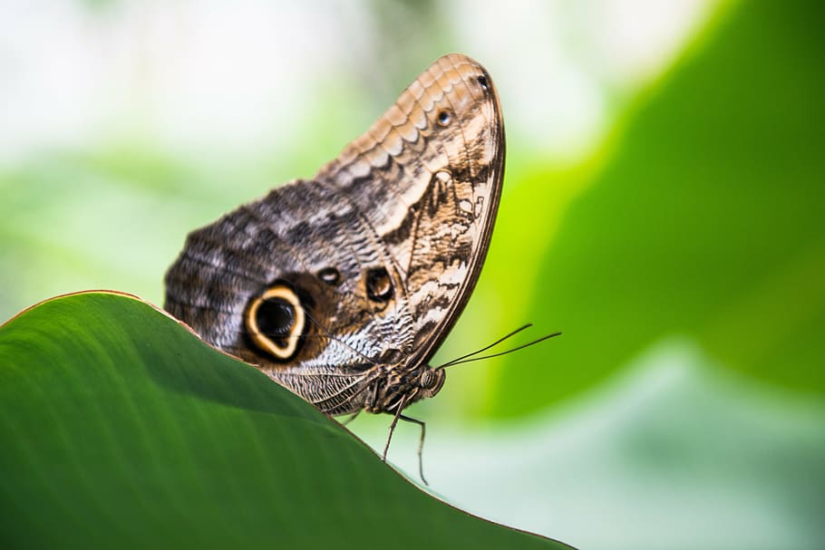 butterfly, leaf, insect, leaves, animal, nature, green, macro HD wallpaper