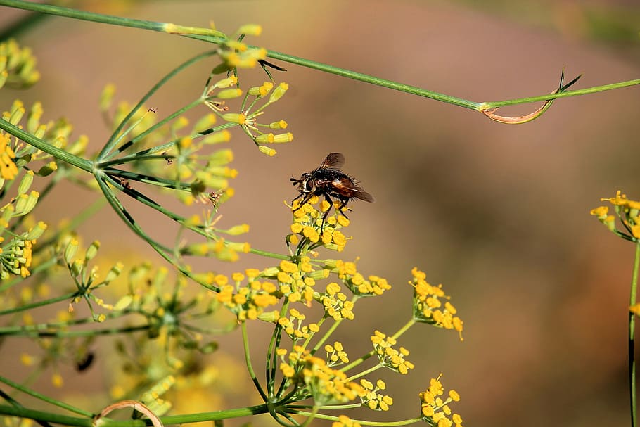 flowers, yellow, insect, fly, animals in the wild, one animal HD wallpaper