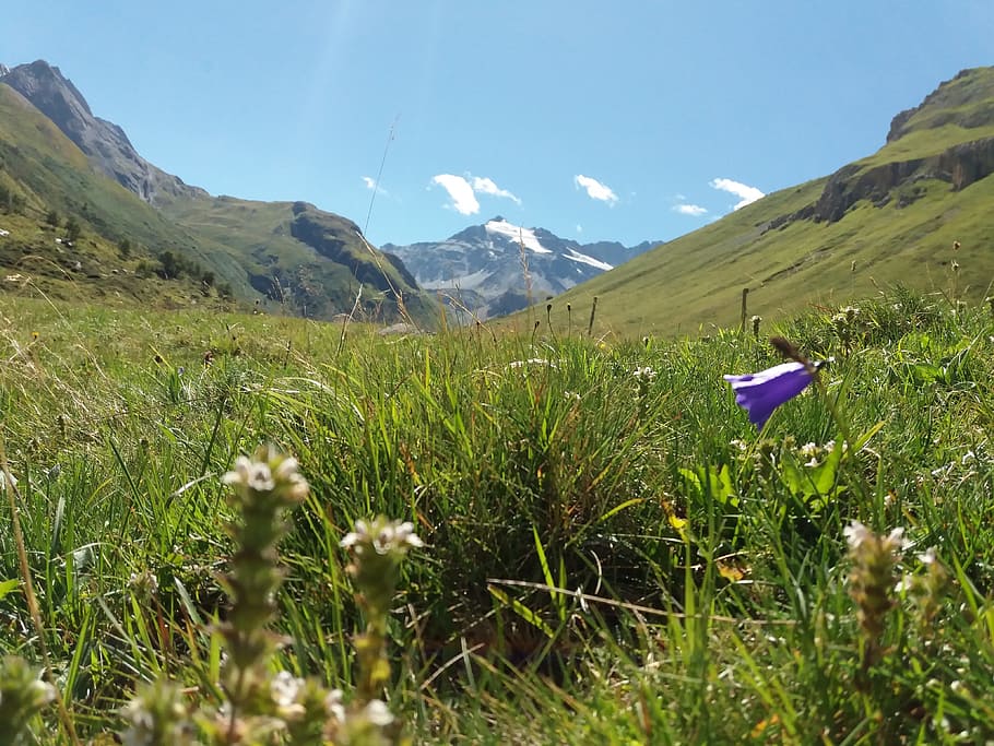 flower, nature, wild flowers, mountain, flower nature, beauty in nature HD wallpaper