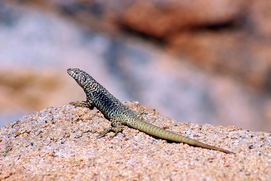 mountain, chile, valley, cochiguaz, lizard, animal themes, reptile HD wallpaper