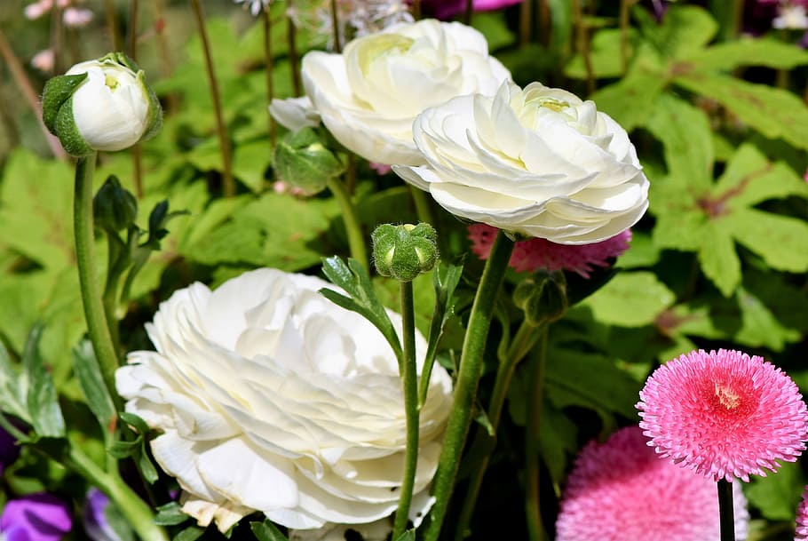 white petaled flower screenshot, ranunculus, blossom, bloom HD wallpaper
